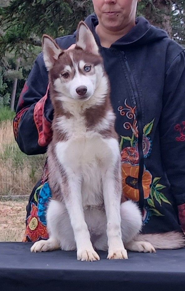 de Youskaille - Chiots disponibles - Siberian Husky