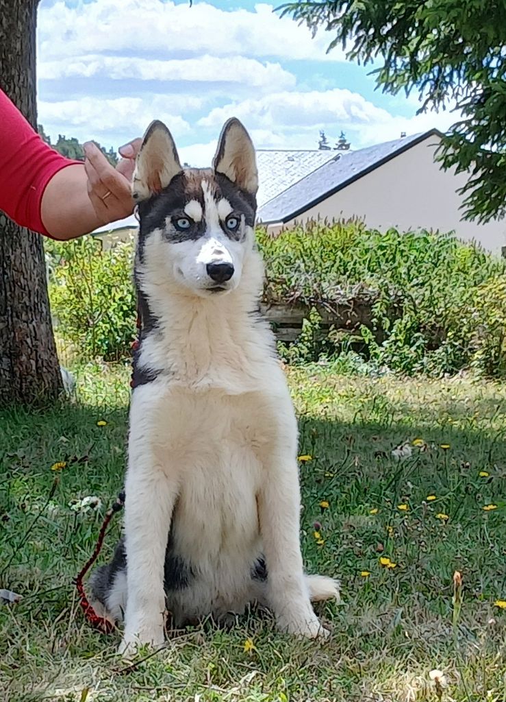 de Youskaille - Chiots disponibles - Siberian Husky