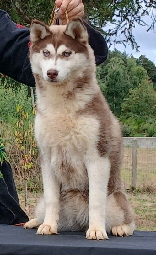 de Youskaille - Chiots disponibles - Siberian Husky