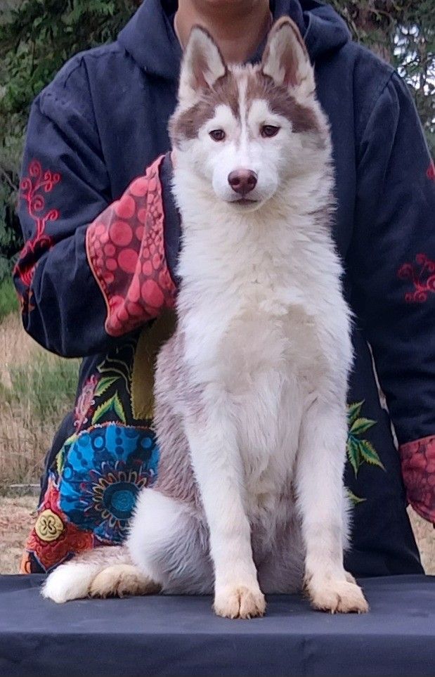de Youskaille - Chiots disponibles - Siberian Husky